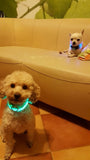 Reflective Night Safety Dog CollarAccessoriesLuna Daze